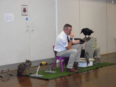 Image of Silverband Falconry visit the school! 