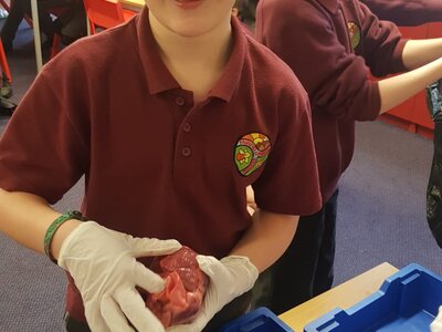Image of Year 6: A heart dissection in action!