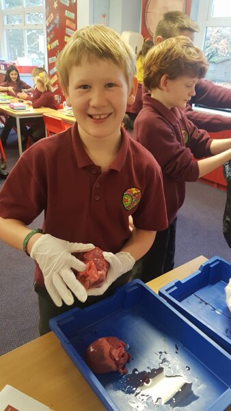 Image of Year 6: A heart dissection in action!